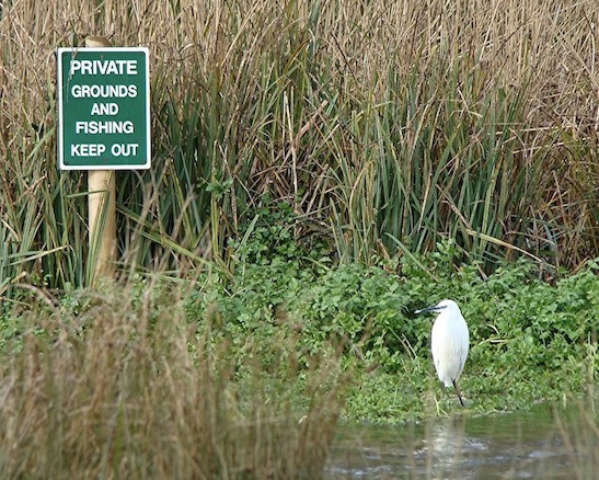 little egret